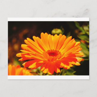 Orange Flower Postcard