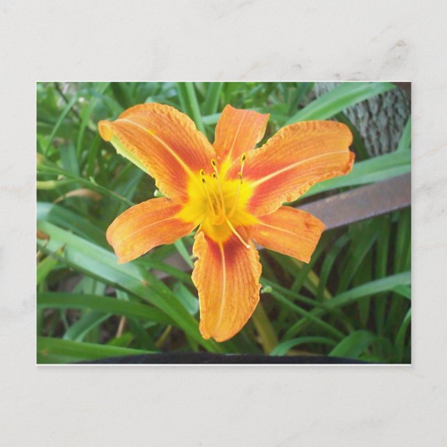 Orange Flower Postcard (Front)