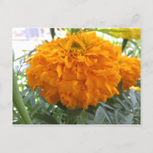 Orange Flower Postcard