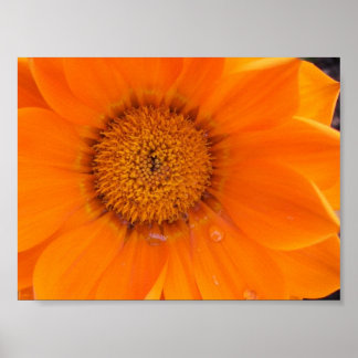 Orange Flower Poster