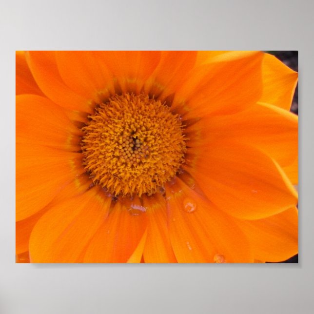 Orange Flower Poster (Front)