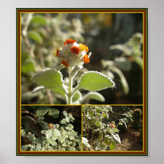 orange flower poster