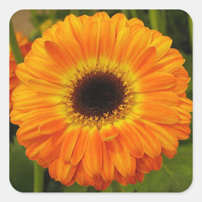 Orange Flower Square Sticker (Front)