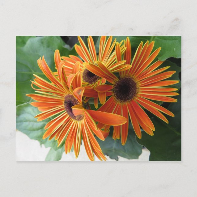 Orange Flower Trio Postcard (Front)