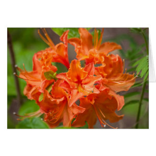 Orange Flowers Azalea Floral Photography