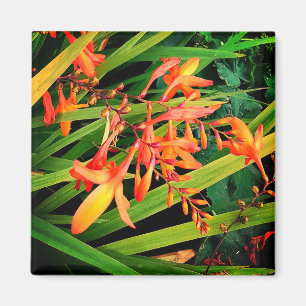 Orange flowers magnet