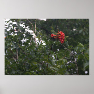 Orange Flowers Photo Poster