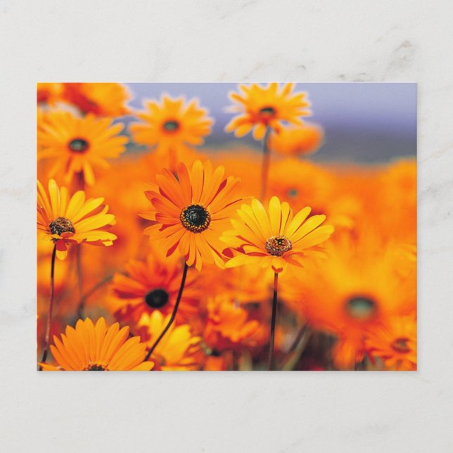 Orange flowers postcard (Front)