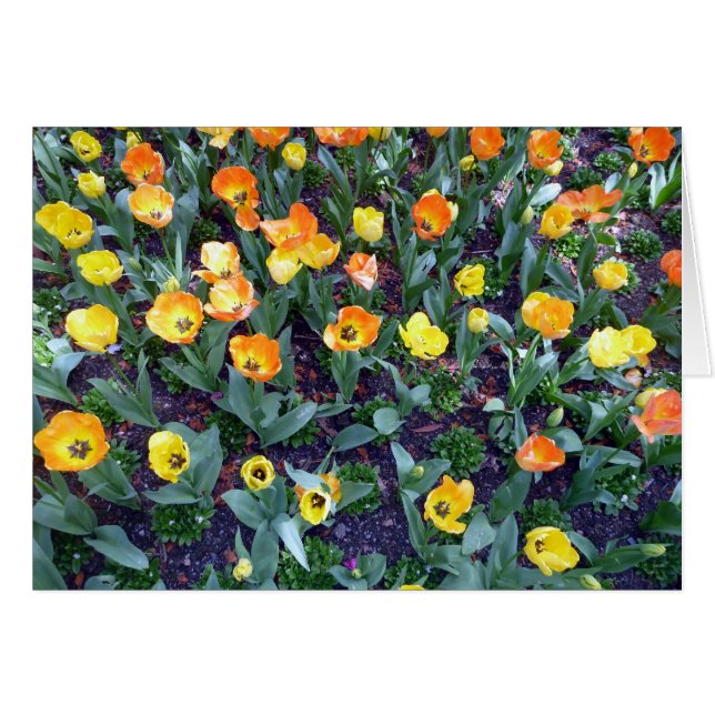 orange flowers tulip (Front Horizontal)