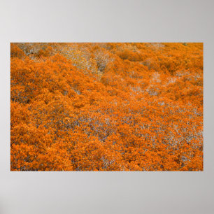 Orange forest view. Orange leaf background. Autumn Poster
