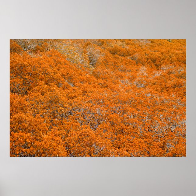 Orange forest view. Orange leaf background. Autumn Poster (Front)
