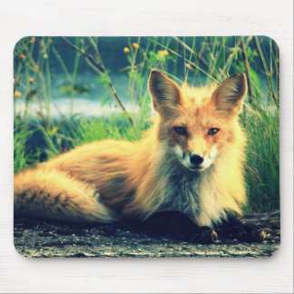Orange fox mouse mat