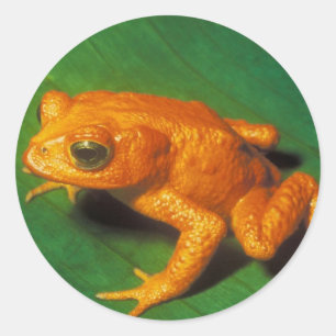 Orange Frog Classic Round Sticker
