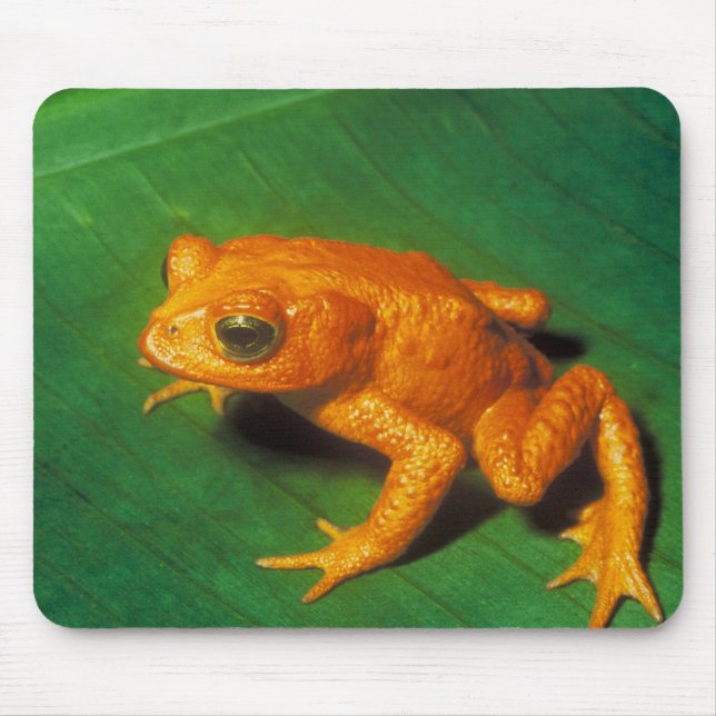 Orange Frog Mouse Mat (Front)
