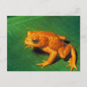 Orange Frog Postcard