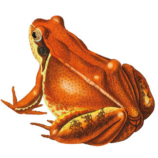 Orange Frog Wrapping Paper
