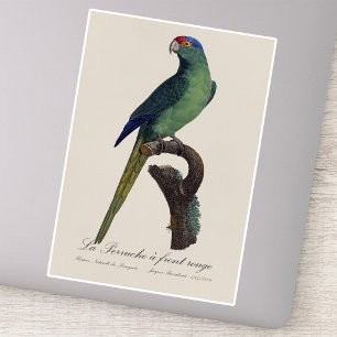 Orange-Fronted Parakeet, Eupsittula Canicularis