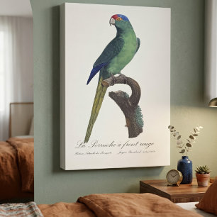 Orange-Fronted Parakeet, Eupsittula Canicularis Canvas Print