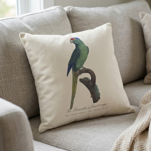 Orange-Fronted Parakeet, Eupsittula Canicularis Cushion