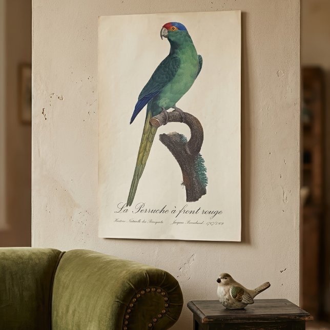 Orange-Fronted Parakeet, Eupsittula Canicularis Poster (Orange-Fronted Parakeet, Eupsittula Canicularis. Poster )
