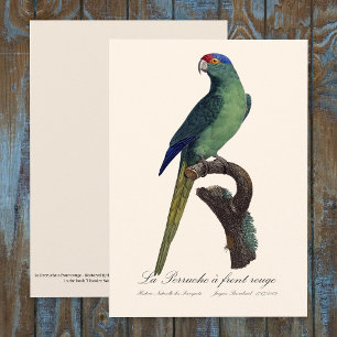 Orange-Fronted Parakeet, Eupsittula Canicularis Thank You Card