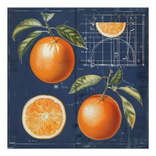 Orange Fruit Blueprint Photo Print