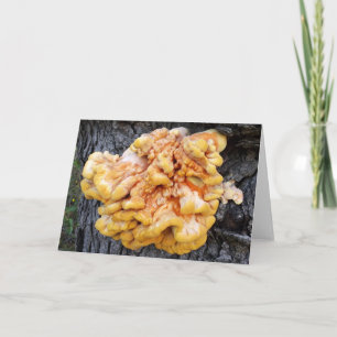 Orange Fungus Card