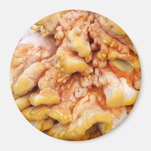 Orange Fungus Magnet (Front)