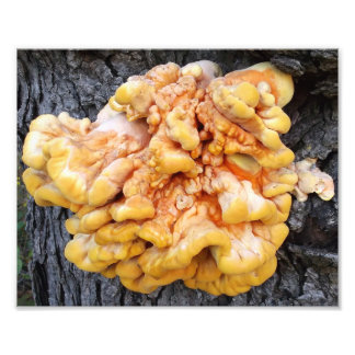 Orange Fungus Photo Print