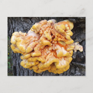 Orange Fungus Postcard