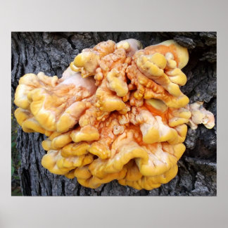 Orange Fungus Poster