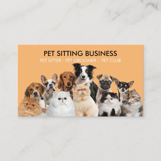 Orange Funny Photo Pet Dogs Cats Business Card (Front)