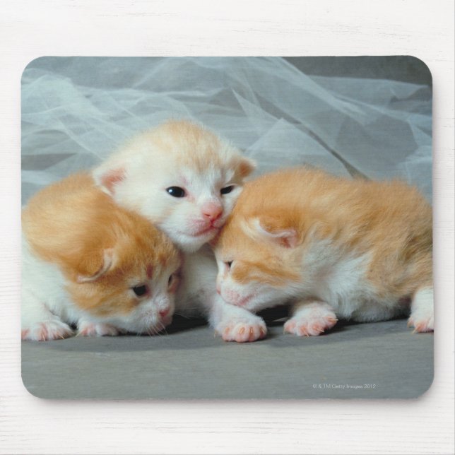 Orange Fur Kittens Mouse Mat (Front)