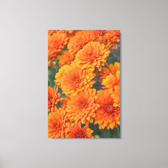 Orange Garden Flowers Mums Autumn Art Canvas Print (Front)