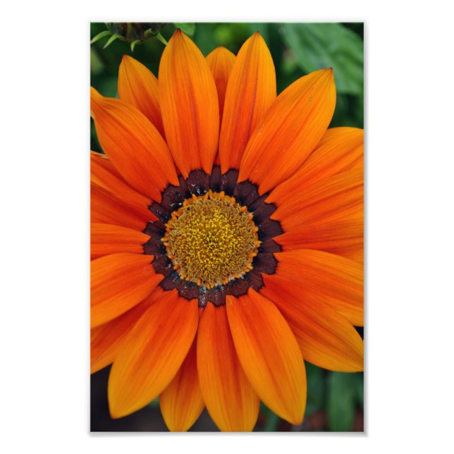 Orange Gazania African Daisies Summer Flower Photo Print (Front)