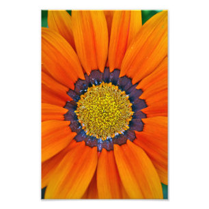 Orange Gazania African Daisies Summer Flower Photo Print