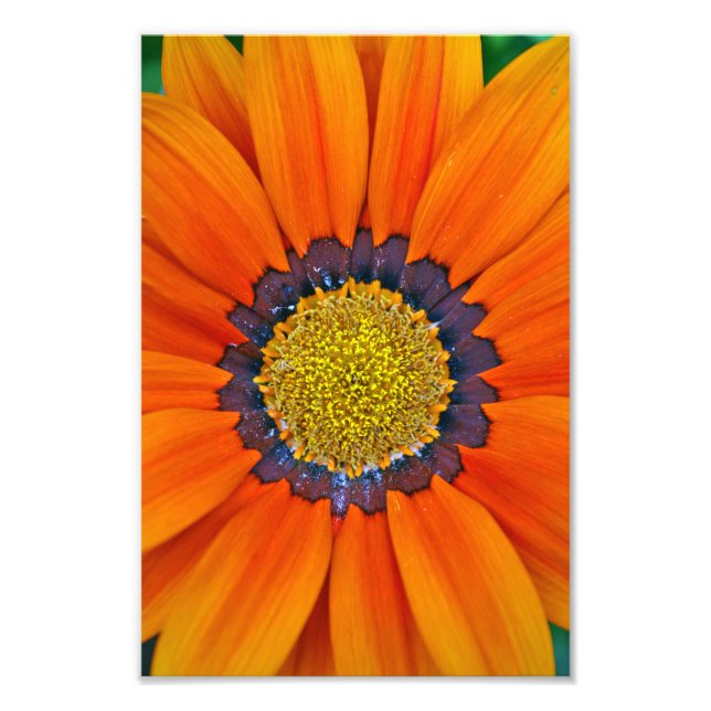 Orange Gazania African Daisies Summer Flower Photo Print (Front)