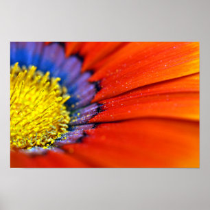 Orange Gazania African Daisies Summer Flower Poster
