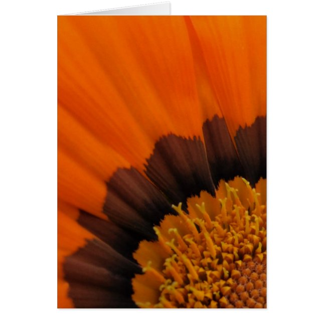 Orange Gazania Card (Front)