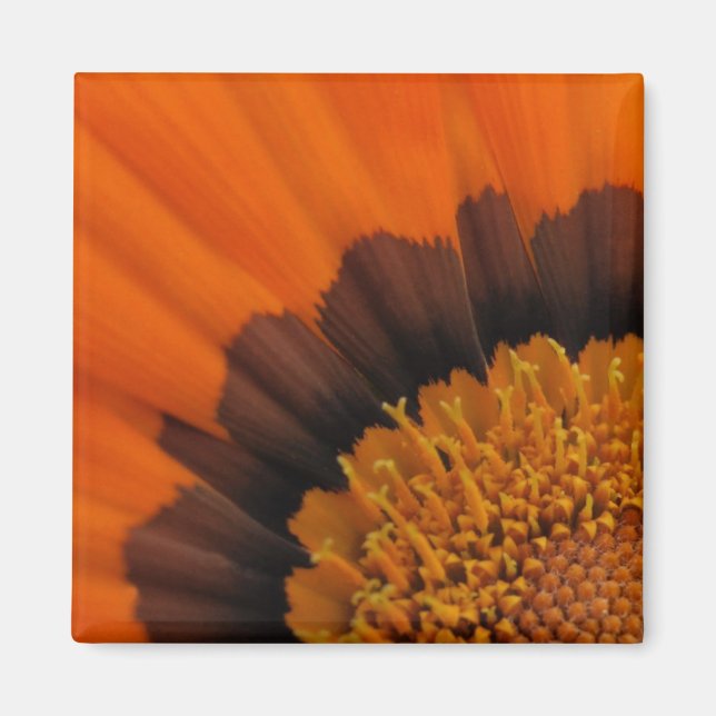 Orange Gazania Magnet (Front)