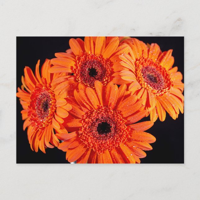 Orange Gerber Daisies Announcement Postcard (Front)