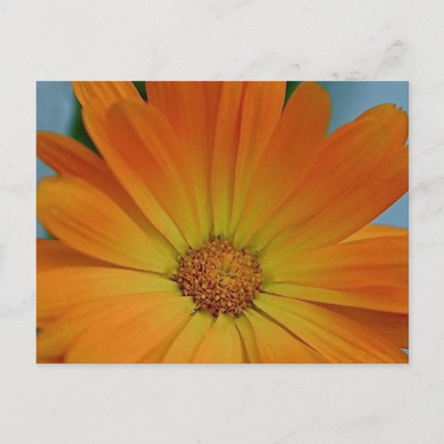 Orange Gerber Daisy Postcard (Front)
