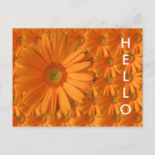 Orange Gerber Daisy Postcard