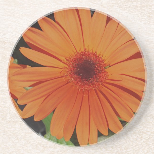 Orange Gerber gerbera Daisy daisie Coaster (Front)