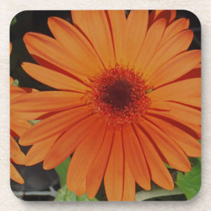 Orange Gerber gerbera Daisy daisie Coaster