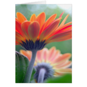 Orange Gerbera Card
