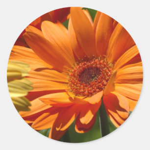 Orange Gerbera Classic Round Sticker