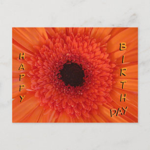 Orange Gerbera Close Up Happy Birthday Postcard