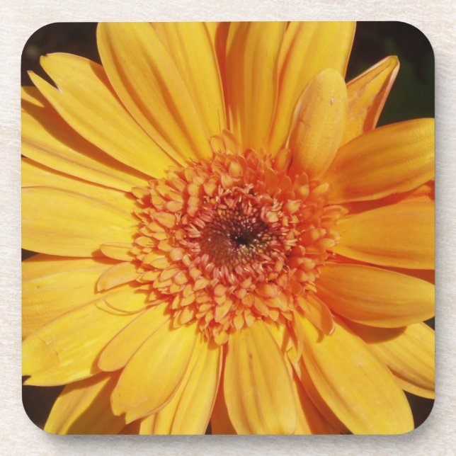 Orange Gerbera Coasters (Front)