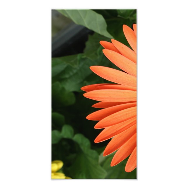 orange gerbera daisy (1 of 3) photo print (Front)